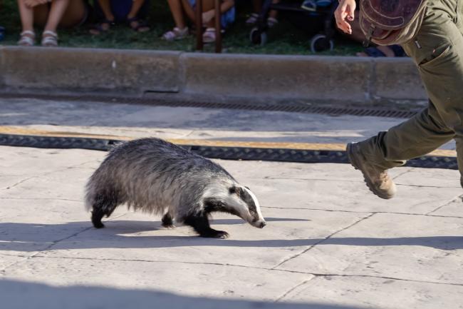 15 Aniversario Parque Europa - Fauna Aventura